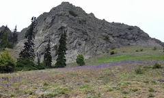 Delphinium glareosum