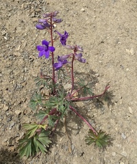 Delphinium glareosum