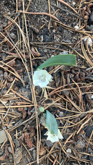 Calochortus minimus