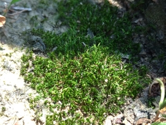 Bryum coronatum