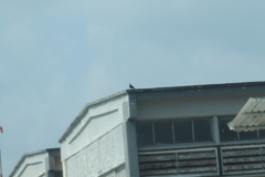 Columba livia
