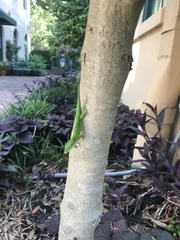 Anolis carolinensis