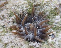Isoaulactinia stelloides