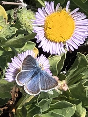 Icaricia icarioides parapheres