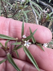Collomia tinctoria