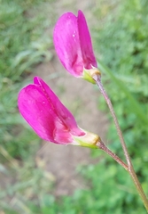 Lathyrus nissolia