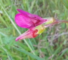 Lathyrus nissolia