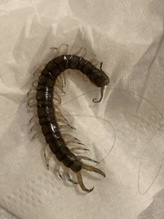 Hemiscolopendra