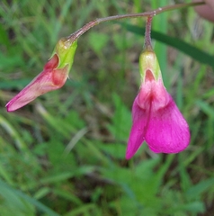 Lathyrus nissolia