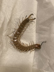 Hemiscolopendra