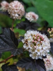 Nemophora degeerella