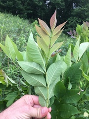 Fraxinus pennsylvanica subintegerrima