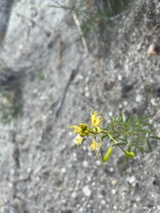 Cleomella lutea