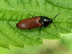 Ampedus pomorum