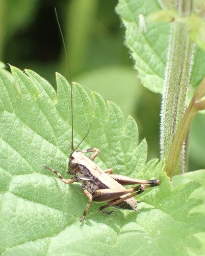 Dark Bush-cricket, Nationaal Park De Biesbosch, Werkendam, North Brabant, NL, photo 9 of 10