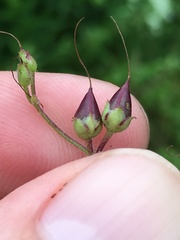 Penstemon brevisepalus