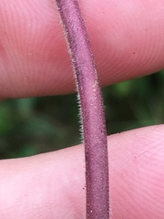 Penstemon brevisepalus