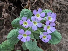 Primula nana