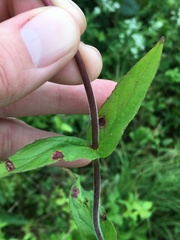 Penstemon brevisepalus