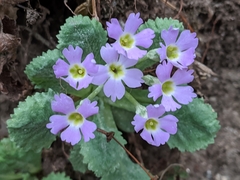 Primula nana
