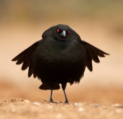 Bronzed Cowbird photo 4