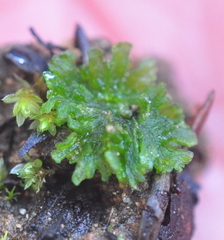 Anthoceros