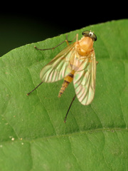 Rhagio hirtus