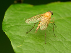 Rhagio hirtus