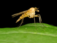 Rhagio hirtus