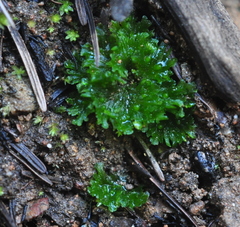 Anthoceros