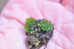 Anthoceros