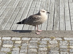 Larus argentatus