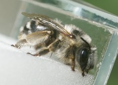 Anthophora aestivalis