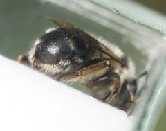 Anthophora aestivalis