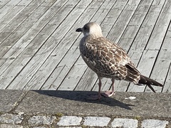 Larus argentatus