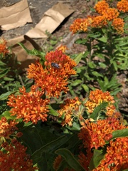 Megachile campanulae