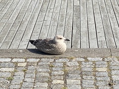 Larus argentatus
