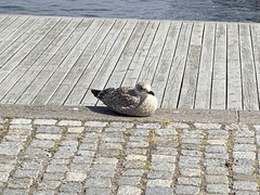 Larus argentatus