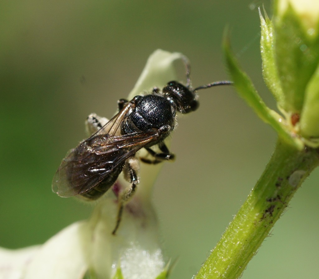Lasioglossum clypeare