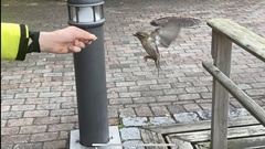 Passer domesticus