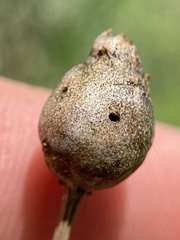 Neolasioptera lathami