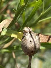 Neolasioptera lathami