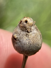 Neolasioptera lathami