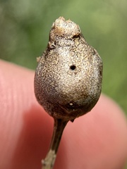 Neolasioptera lathami