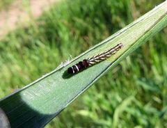 Helcystogramma lutatella