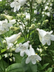 Penstemon digitalis