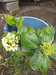 Hydrangea