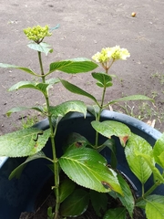 Hydrangea