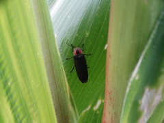 Photinus extensus