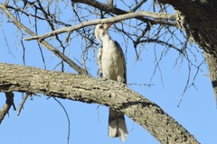 Tockus damarensis